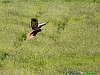Uccelli accipitriformi 07-Falco di palude.jpg